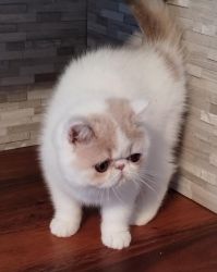 Exotic Shorthair Kittens For Sale Now