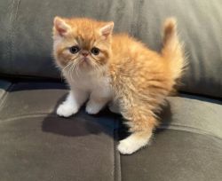 Adorable Exotic Shorthair Kitten