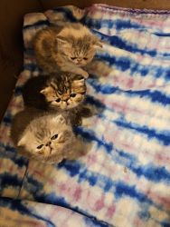 Excotic shorthair kittens