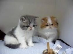 Exotic Shorthair for Sale
