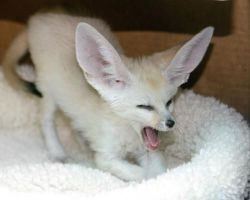 Fennec Fox For Sale Tica Registered