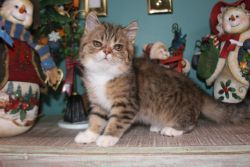 Male Brown Tabby and White Exotic