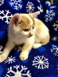 Adorable exotic shorthair mix kittens