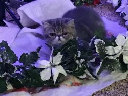 Exotic Shorthair kittens & young Adults