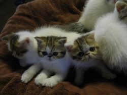 Exotic Charm Exotic Shorthair Kittens