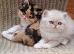 Simply The Best Exotic Shorthaired Kittens Available Now