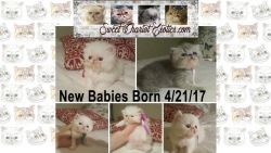 Exotic Shorthair Kittens 5 Available CFA PureBred Chicagoland Area bor