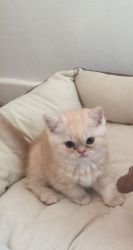 Fawn Exotic Shorthaired kittens