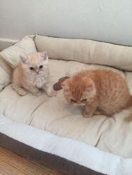 6 Ultra Faced Exotic Shorthair Kittens For Sale