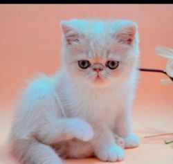 Champion Lines Exotic Shorthair male kitten for sale