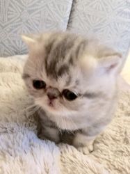 Exotic shorthair kitties for sale