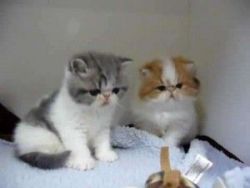 Male and Female Exotic Shorthair Kittens