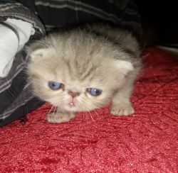 Exotic Shorthair Kittens for adoption!!