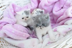 Exotic Kittens available