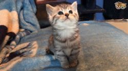 Stunning Exotic Kittens for sale