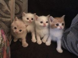 Gorgeous Exotic Kittens for sale