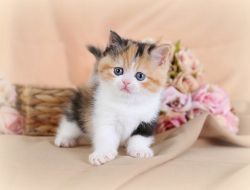 Gorgeous Pedigree Exotic Shorthair Kittens .Text (xxx) xxx-xxx9