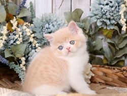 Beautiful Exotic Shorthair Kittens.Text (xxx) xxx-xxx9