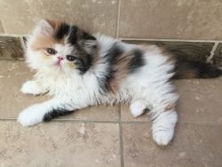 Exotic Kitten Sabrina
