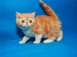 Exotic Shorthair kittens!!.Text us on (xxx) xxx-xxx9