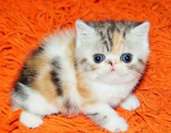 cfa registered exotic shorthair kittens.Text us on (xxx) xxx-xxx9