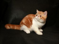 cfa exotic shorthair kittens available