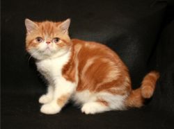 CFA beautiful exotic shorthair kitten.Text us on (xxx) xxx-xxx9