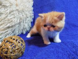 Available Exotic Shorthair Kittens Text (xxx) xxx-xxx9
