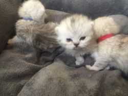 Stunning Exotic Shorthair Kittens for sale