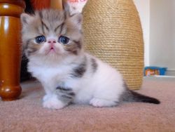 Gorgeous Exotic Shorthair Kittens Ready Now Text us on (xxx) xxx-xxx9