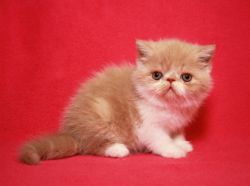 Registered Female Exotic Shorthair Kittens Text us on (xxx) xxx-xxx9