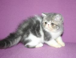 Adorable Exotic Shorthair Kittens Text us on (xxx) xxx-xxx9