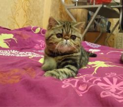 Exotic shorthair kitten for sale