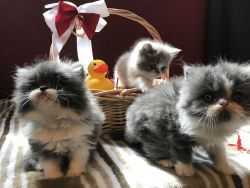 Exotic Shorthair Kittens and Exotic Longhair Kittens
