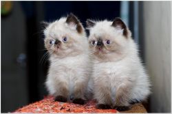 Two adorable Pure breed Exotic shorthair female kittens