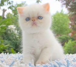 Snow Exotic shorthair male kitten with blue eyes