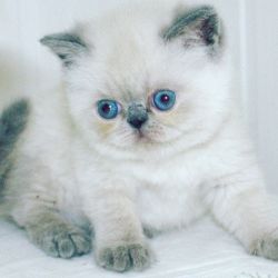 Kristal Exotic shorthair female kitten with blue eyes