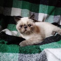 Alex, male, exotic shorthair kitten in blue point color