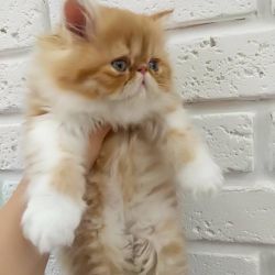 Lola, female, exotic semi longhair kitten bicolor orange and white