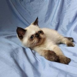Yin, male exotic shorthair kitten with chocolate shade and blue eyes