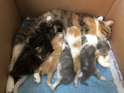 Exotic Short Hair Kittens - New Babies