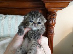 Exotic Shorthair Kittens for Sale