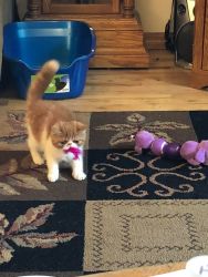 Red/orange and white Exotic Shorthair spayed cat