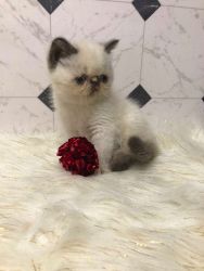 Beautiful Seal Point female Exotic Shorthair