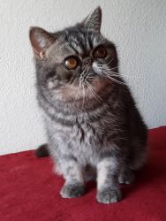 Gorgeous Exotic Shorthair Male