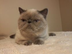 Exotic Shorthair SOLD