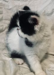 adorable black and white exotic shorthair for sale!