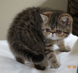 Exotic Shorthair Male Kittens