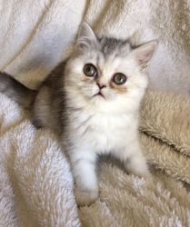 CFA Exotic Shorthair and Persian Kittens