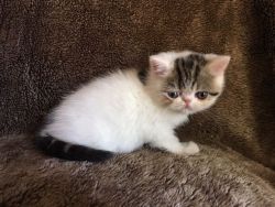 CFA Exotic Shorthair Kittens